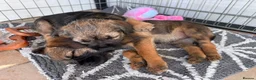 Border Terrier dogs for sale: Two Beautiful Border Terrier Puppies - Advert 3