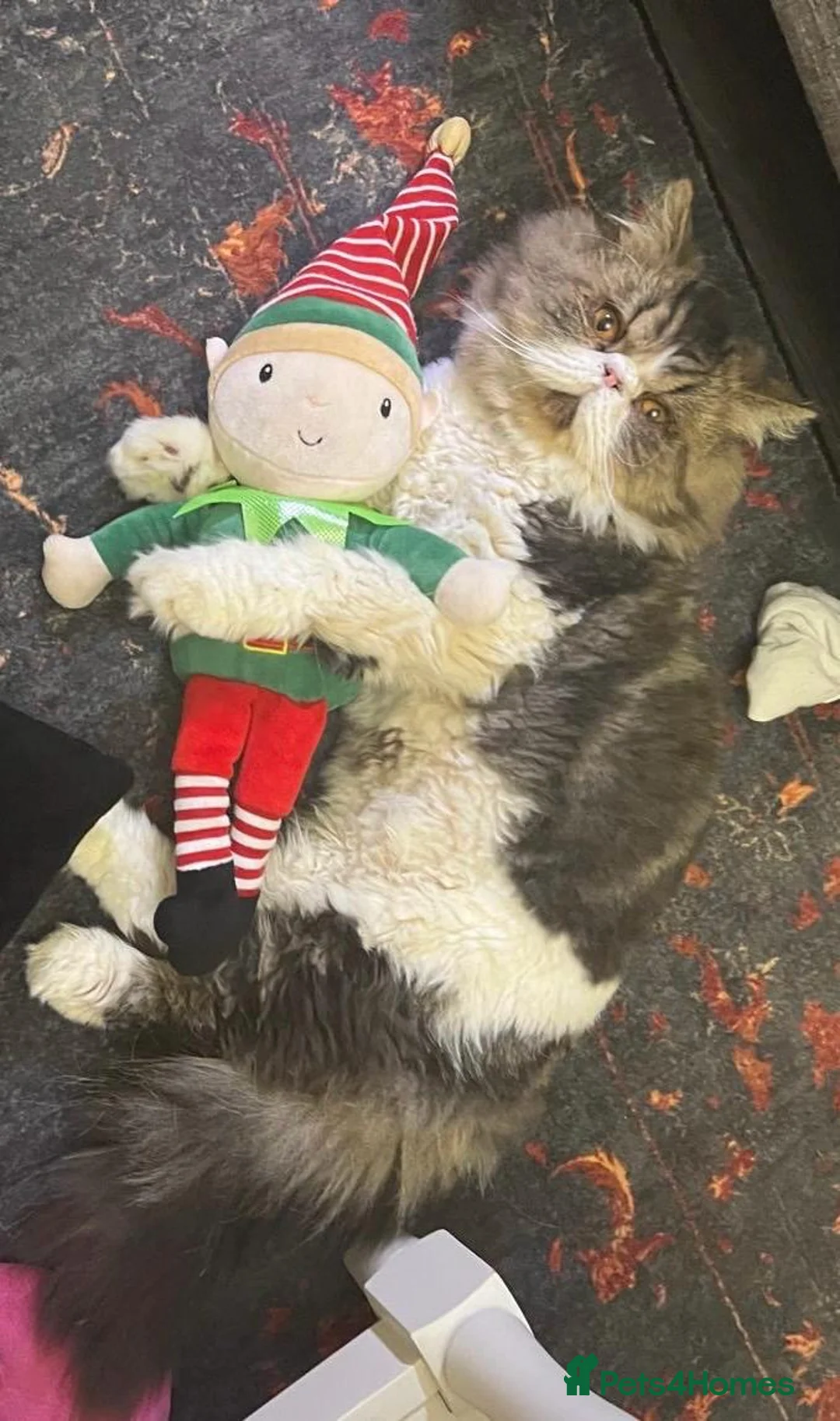 Persian cats for sale:  1-Year-Old Persian Cat Looking for a Loving Home - Advert 3