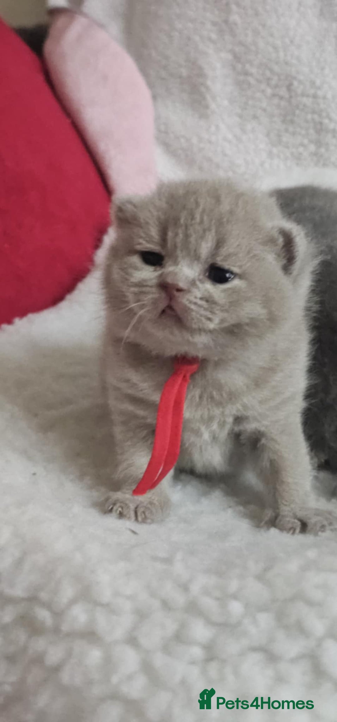 British Shorthair cats for sale: High-Quality British Shorthair Kittens GCCF🐾 - Advert 3