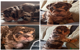 English Bulldog dogs for sale: English bulldog puppies - Image 35