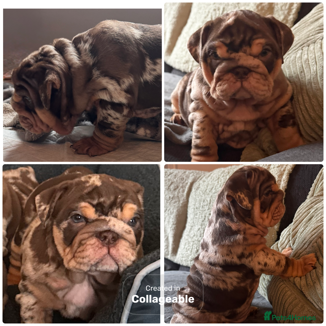 English Bulldog dogs for sale: English bulldog puppies - Image 35