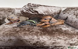 Miniature Dachshund dogs for sale: Miniature Dachshund puppies - Image 1