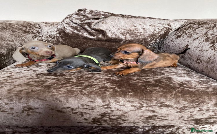 Miniature Dachshund dogs - Advert 5