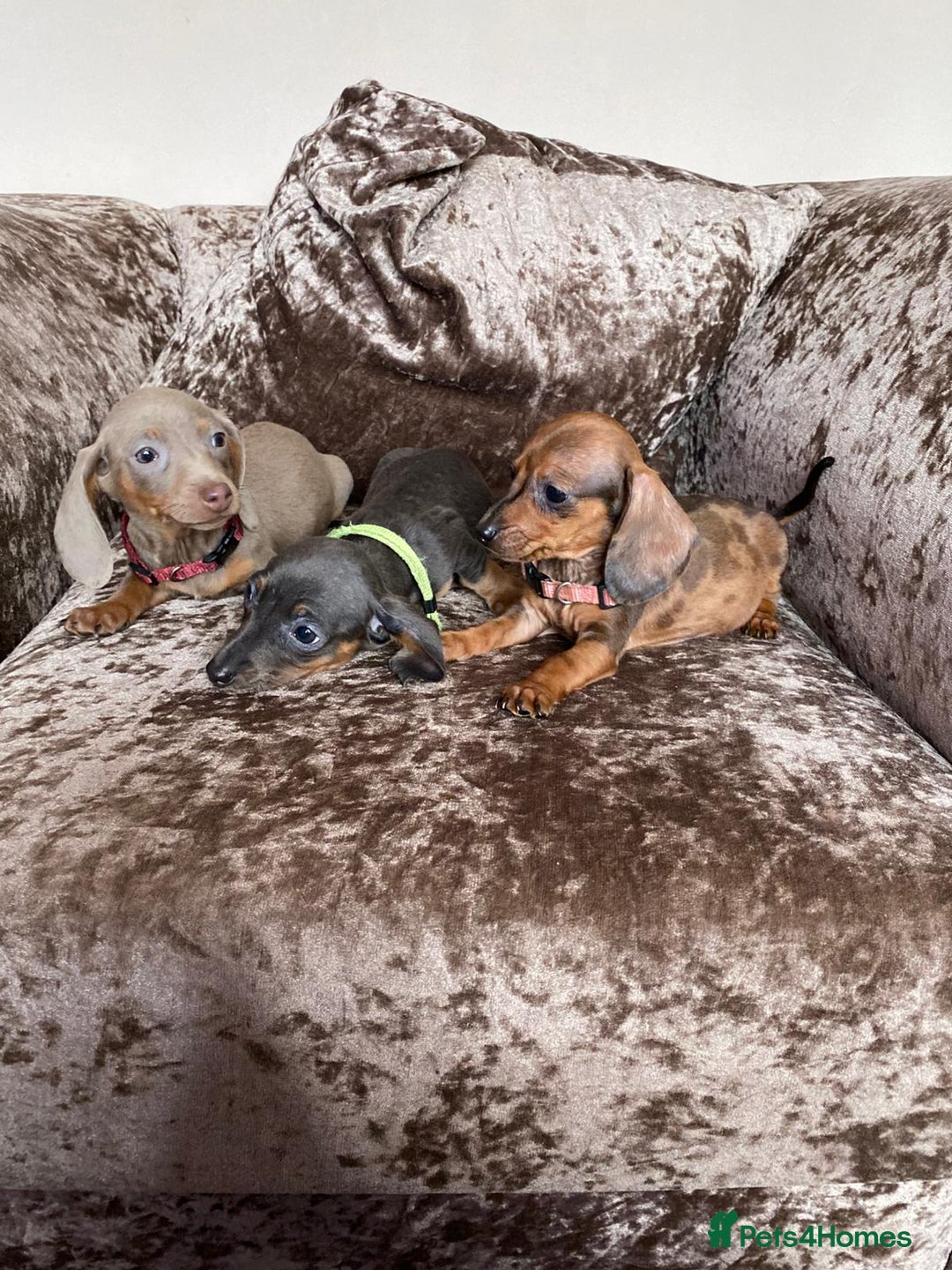 Miniature Dachshund dogs for sale: Miniature Dachshund puppies - Image 1