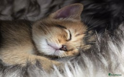 Abyssinian cats for sale: Stunning kittens ready now - Image 4