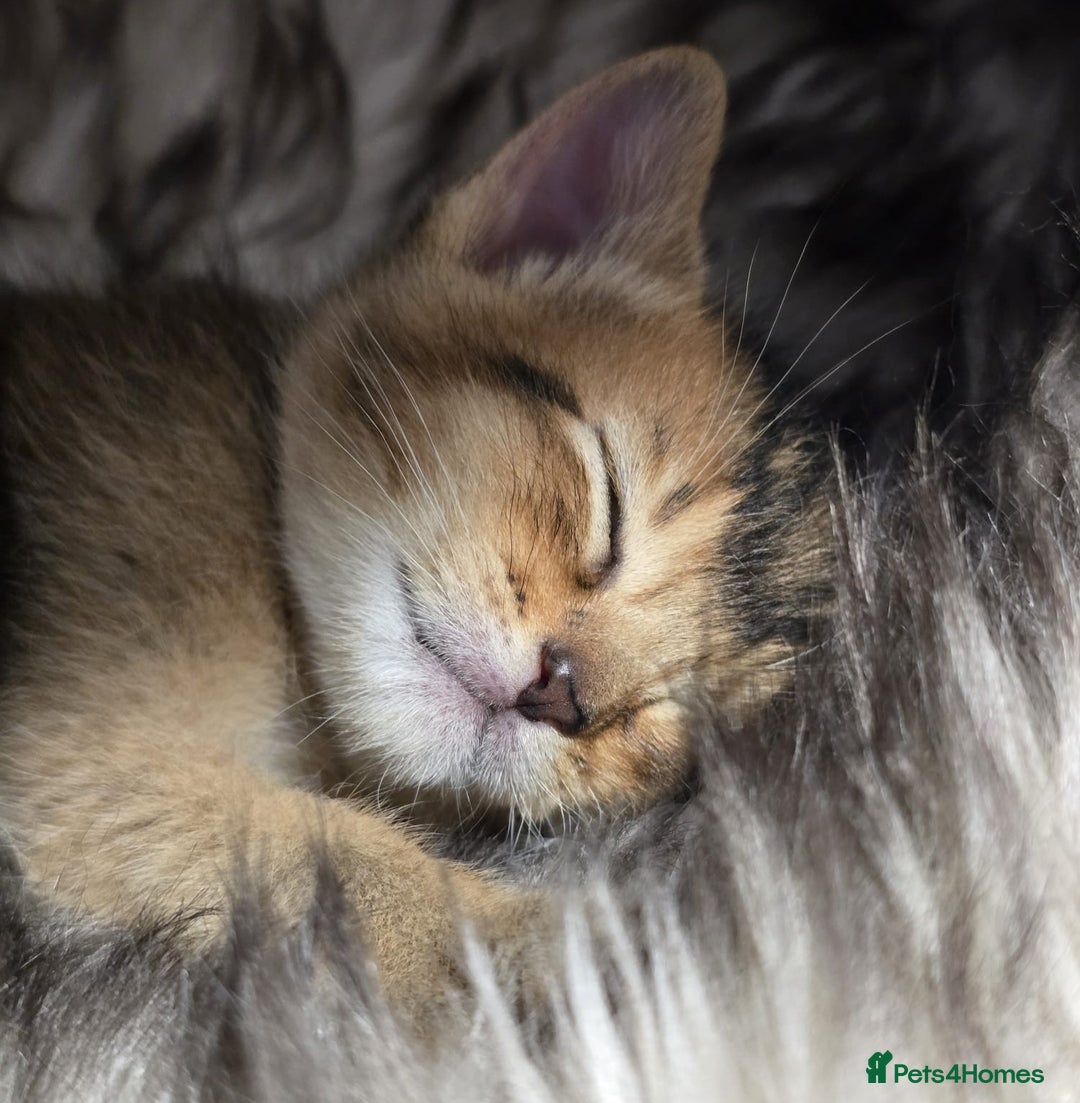 Abyssinian cats for sale: Stunning kittens ready now - Image 4