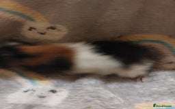 Guinea Pig rodents for sale: Beautiful guinea pigs  - Image 3