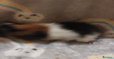 Guinea Pig rodents - Advert 5