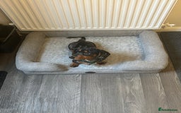Miniature Dachshund dogs for sale: 1 year 1 month miniature dachshund male dapple - Image 3