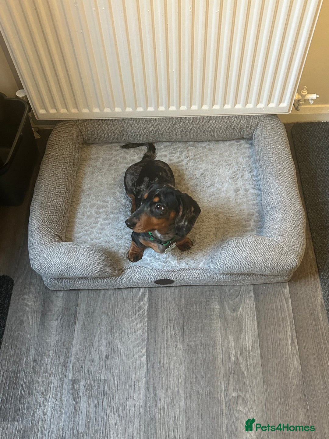 Miniature Dachshund dogs for sale: 1 year 1 month miniature dachshund male dapple - Image 3