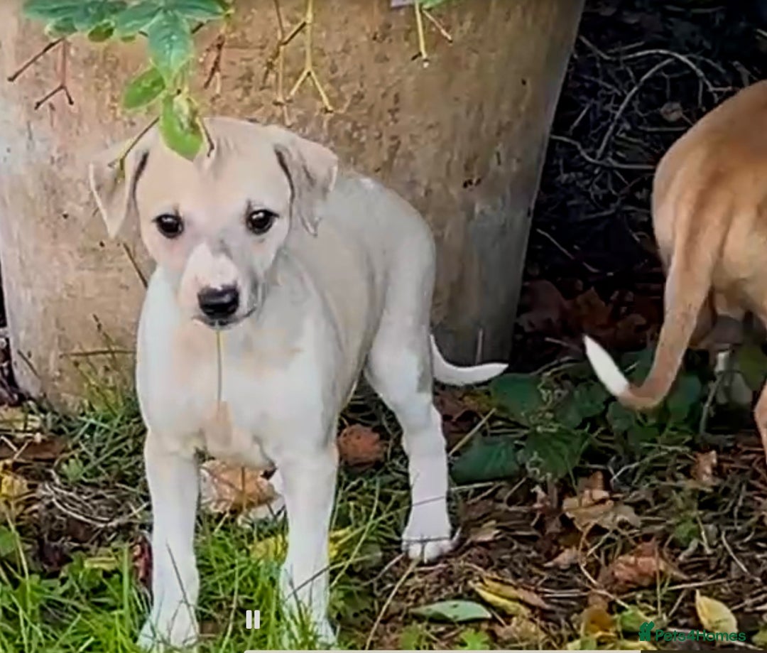 Whippet dogs for sale: Top quality bitch - Advert 3