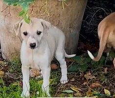 Whippet dogs Top quality bitch - Advert 3