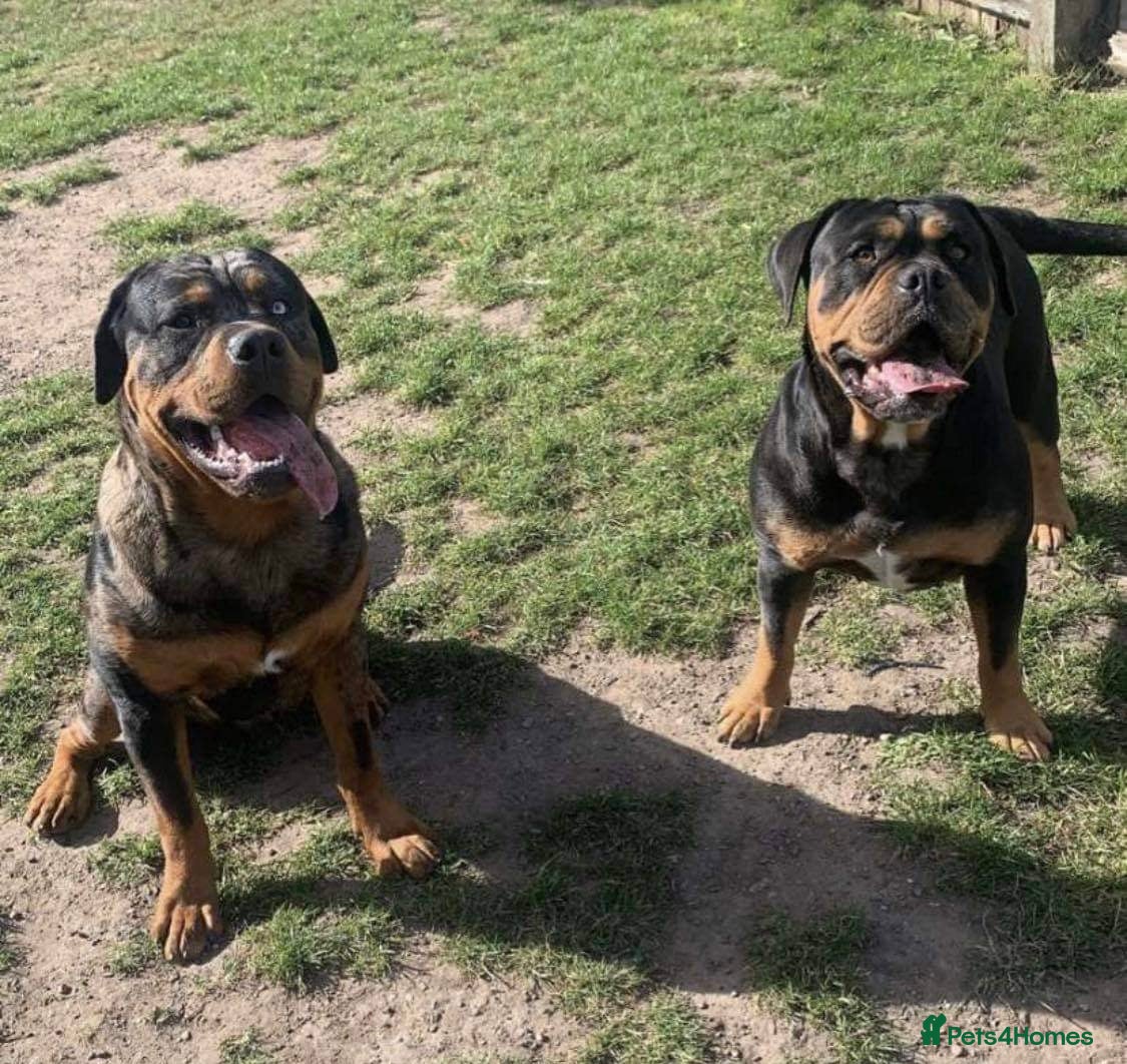 Olde English Bulldogge dogs Hugo and jet mum and son in Flint - Advert 1