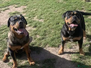 Olde English Bulldogge dogs Hugo and jet mum and son in Flint - Advert 14