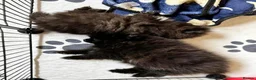 Pomeranian dogs for sale: Ready for Triple the Fluff! Our Pomeranian Trio  - Advert 5