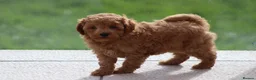 Cavapoochon dogs for sale: Cavapoochon puppies for sale Fox Red  - Advert 30