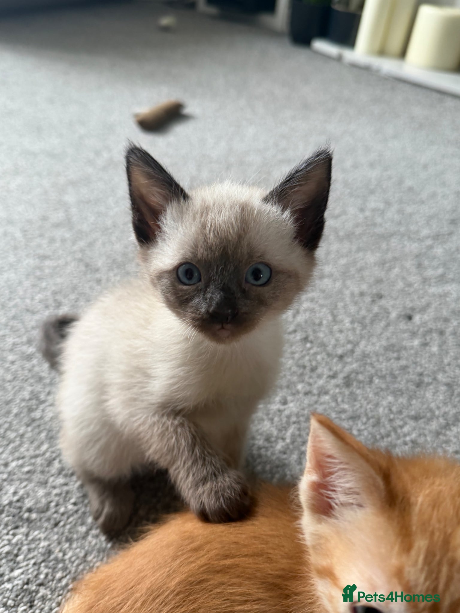 Mixed Breed cats Ragdol mix kitten  - Advert 1