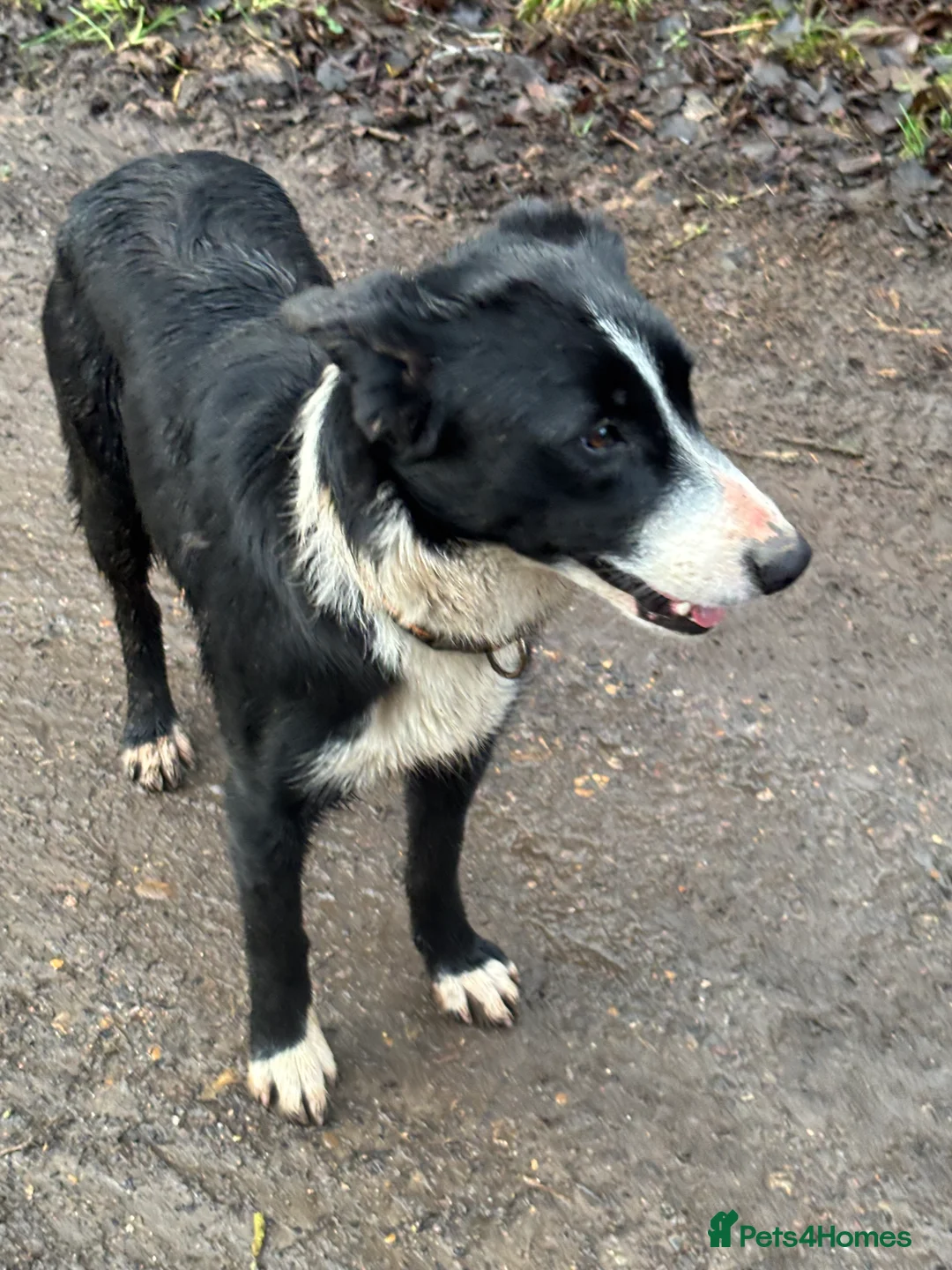 Border Collie dogs for sale: 1 year old Border Collie - from working lines  - Advert 2