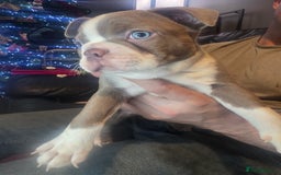 Boston Terrier dogs for sale: Blossom's Beautiful Bostons - Advert 13