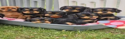 Cavalier King Charles Spaniel dogs for sale: Puppies  - Advert 1