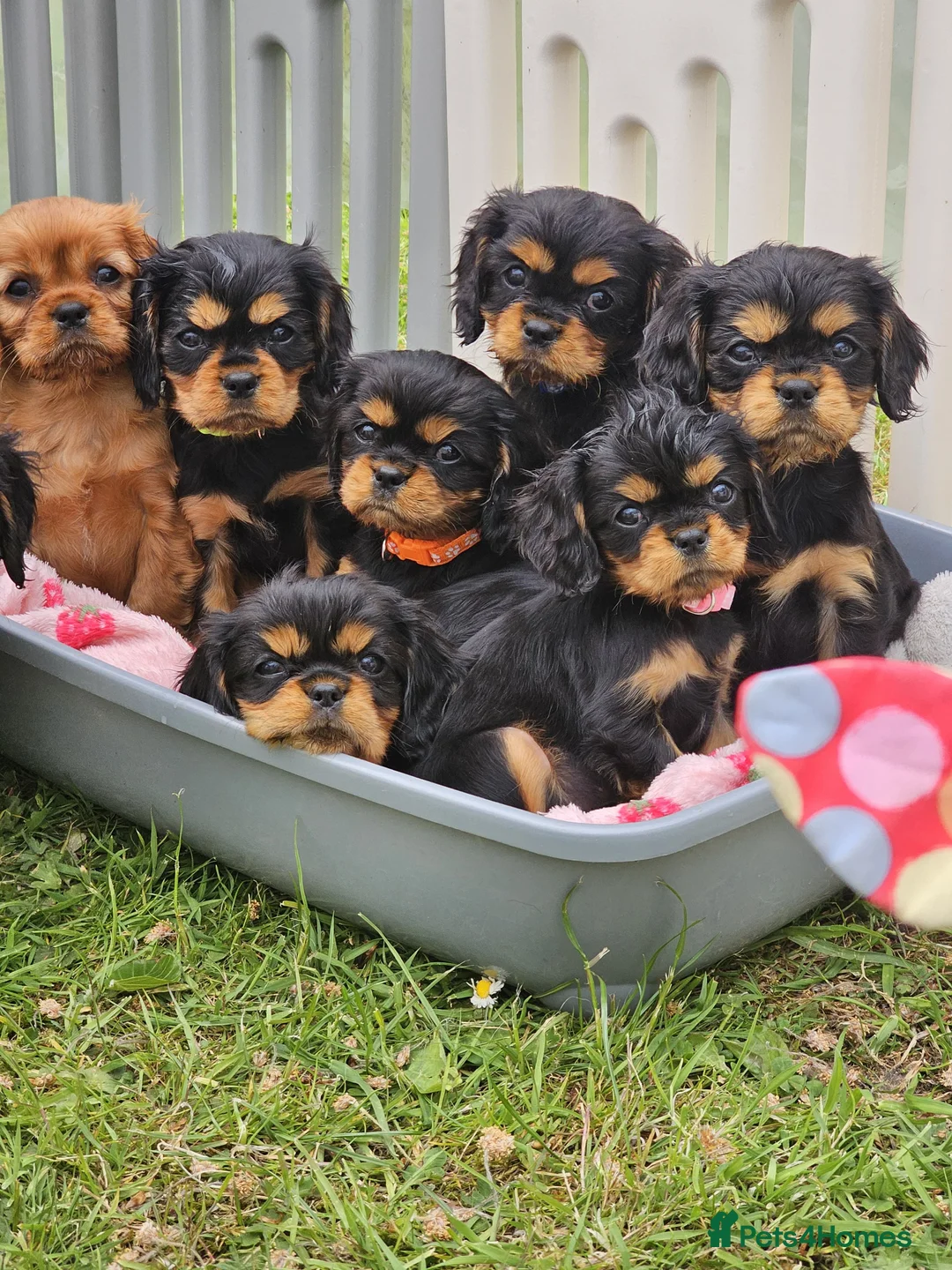 Cavalier King Charles Spaniel dogs for sale: Puppies  - Advert 1