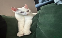 Domestic Shorthair cats for sale: 4 kittens for sale - Image 2