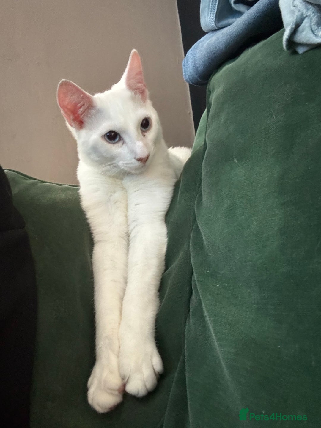 Domestic Shorthair cats for sale: 4 kittens for sale - Image 2