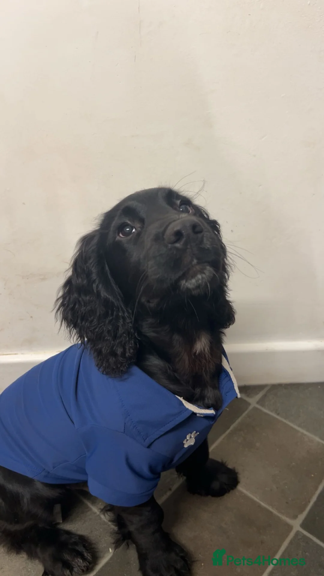 Cocker Spaniel dogs for sale: Male cocker spaniel - Advert 2