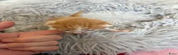 Mixed Breed cats for sale: Beautiful babies  - Advert 8