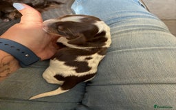 Cocker Spaniel dogs for sale: Show cocker spaniels - both parents family pets  - Image 6