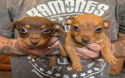 Jack Russell dogs for sale: Beautiful miniature jack russell puppies  - Image 37