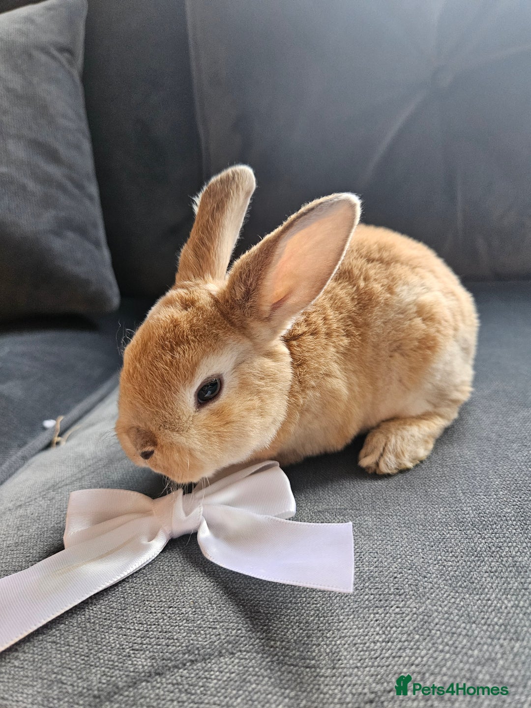 Mini Lop rabbits for sale: Red Rex x Mini Plush Lop - Advert 4
