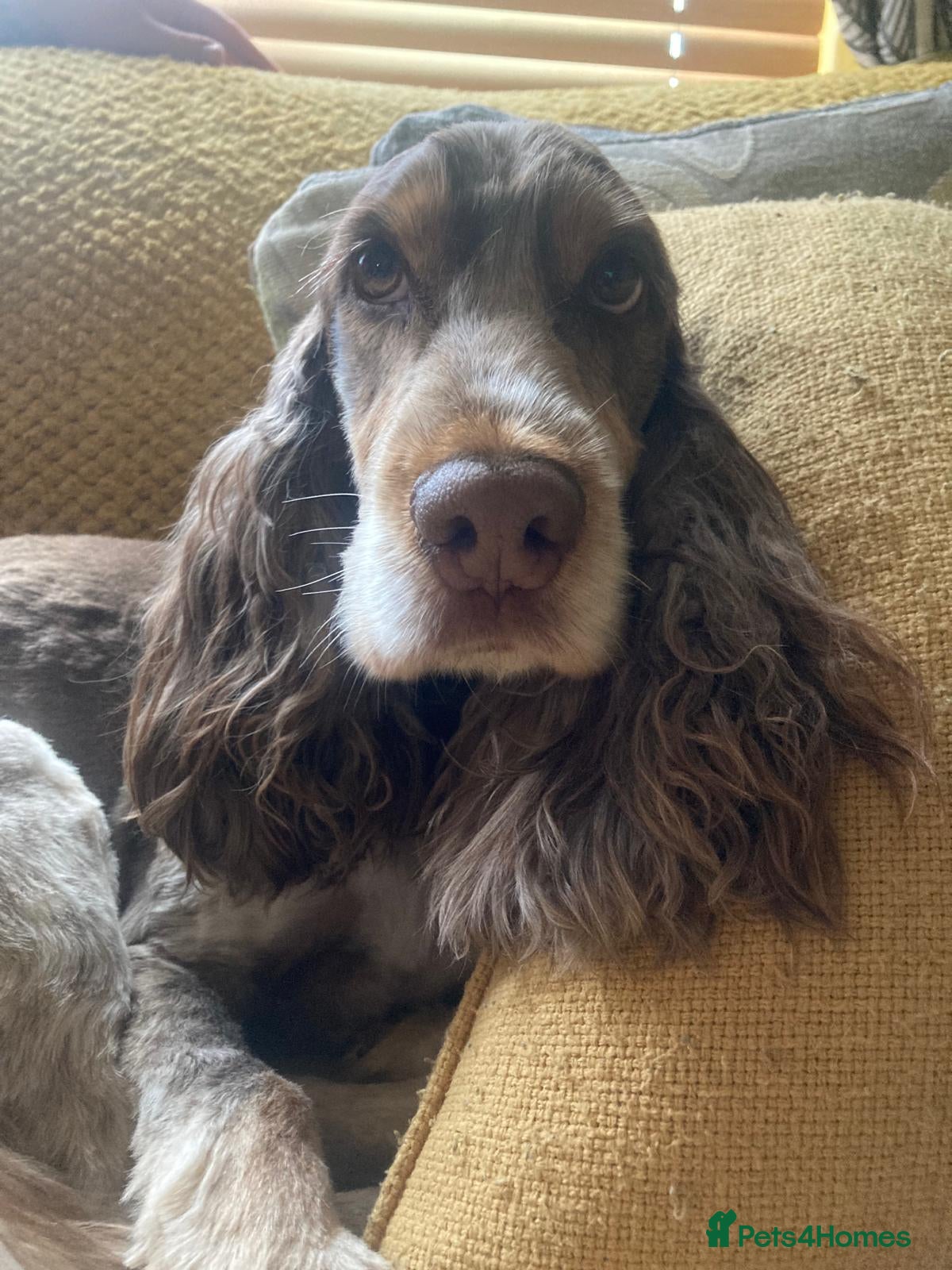 Cocker Spaniel dogs Bonnie - Advert 3