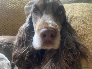 Cocker Spaniel dogs Bonnie - Advert 3