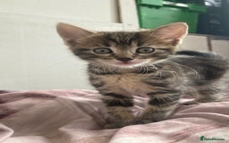 European cats for sale: 4 Cute & Cuddly Kittens Ready For Forever Home - Image 24