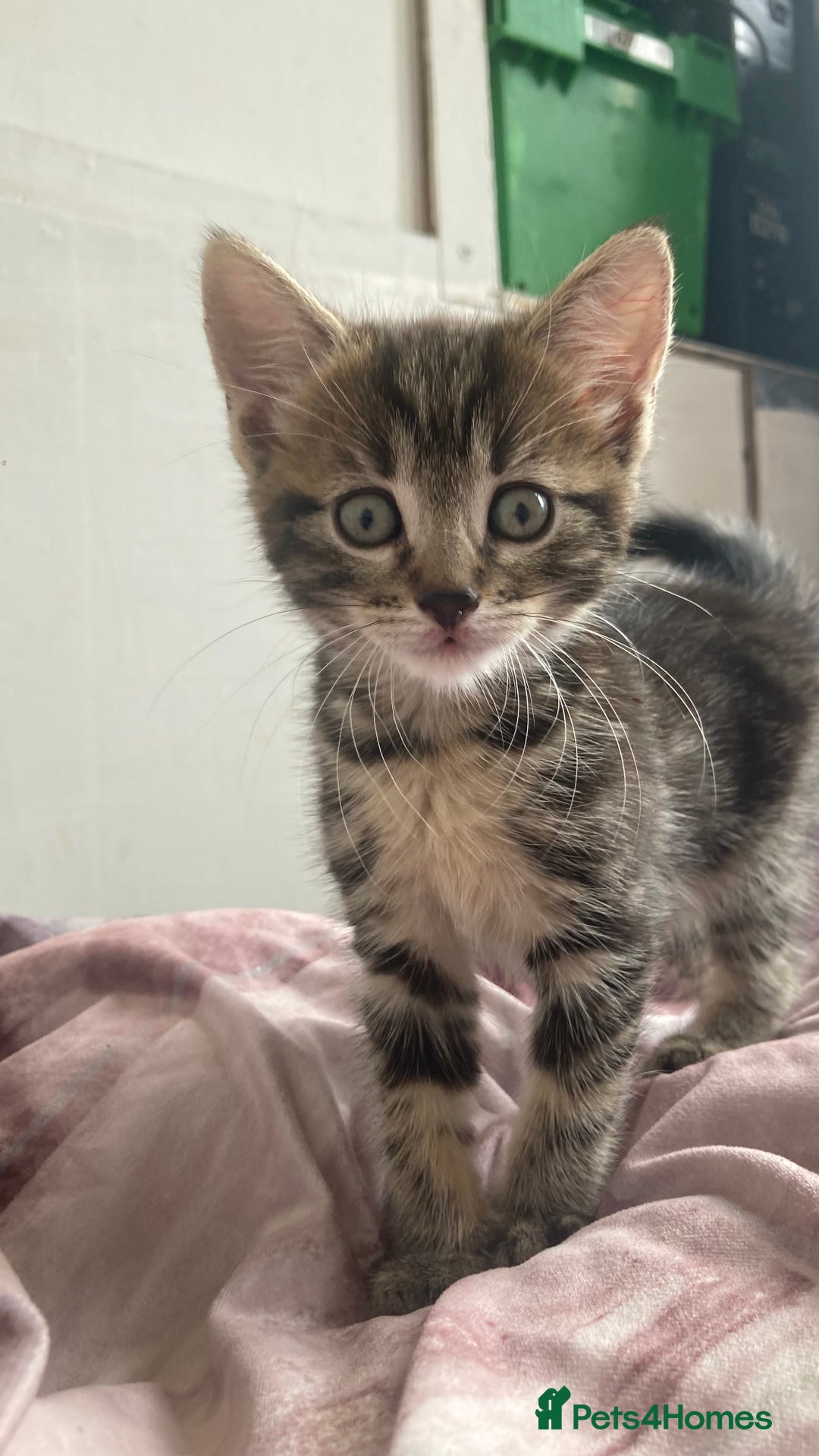 European cats for sale: 4 Cute & Cuddly Kittens Ready For Forever Home - Image 24