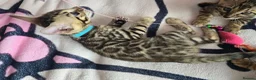 Bengal cats for sale: 😺5 Exceptional Bengal Kittens 😸 male - Advert 11