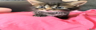 Kitten 2 purple boy 