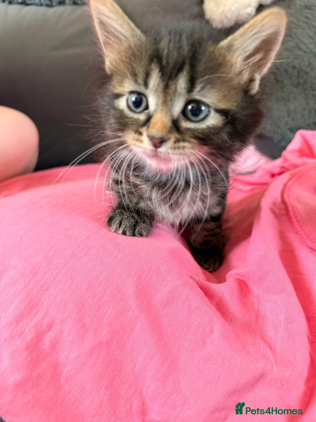 Mixed Breed cats for sale: Beautiful 7 kittens looking for forever homes - Advert 2