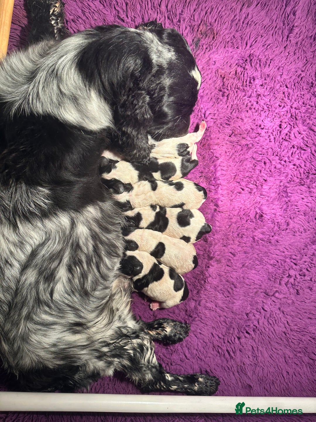 Cocker Spaniel dogs for sale: Show type cocker spaniels - Advert 2