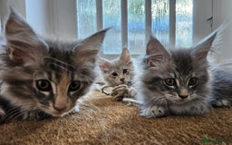 Maine Coon cats for sale: XL Maine Coon kittens - Image 2