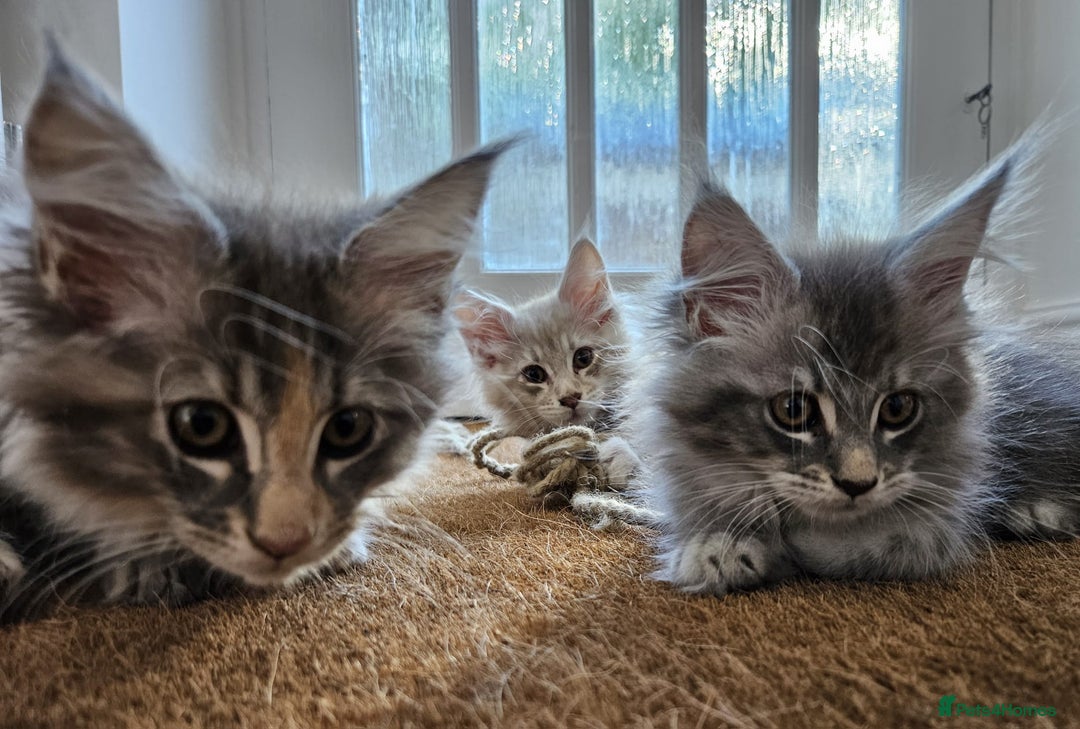 Maine Coon cats for sale: XL Maine Coon kittens - Image 2