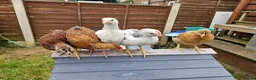Chickens poultry for sale: Mixed hybrid chickens in Manchester - Advert 3