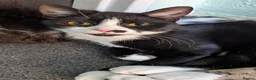 Mixed Breed cats for sale: 2 young female cats. Mother and daughter.  - Advert 3