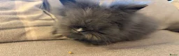 Lionhead rabbits for sale: Double mane lion lead bunny’s for sale  - Advert 11