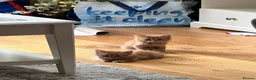 Mixed Breed cats for sale: Furry kittens ready for their forever home! - Advert 11