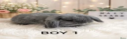 Mini Lop rabbits for sale: Beautiful mini lop - Advert 2