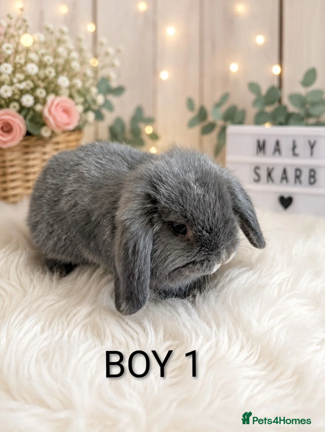 Mini Lop rabbits for sale: Beautiful mini lop - Advert 2
