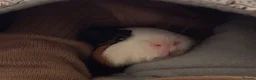 Guinea Pig rodents for sale: Guinea pig boarding in Herne bay - Advert 11