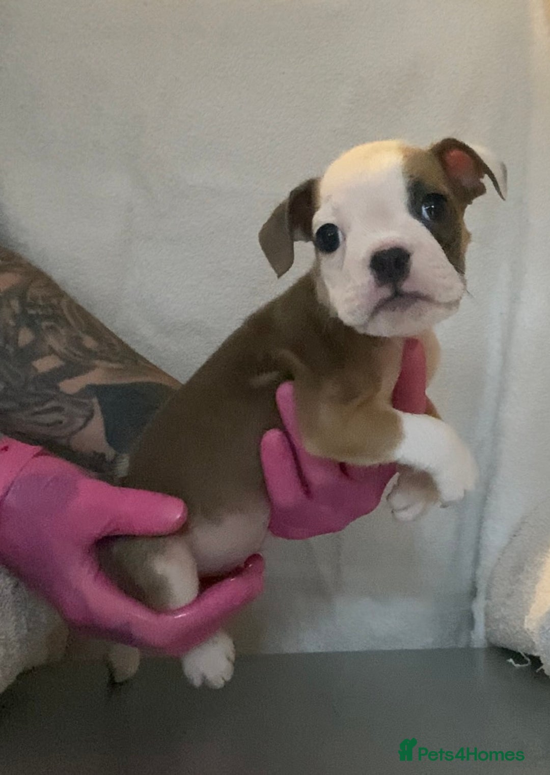 English Bulldog dogs for sale: KC registered English Bulldog Puppies  - Image 17